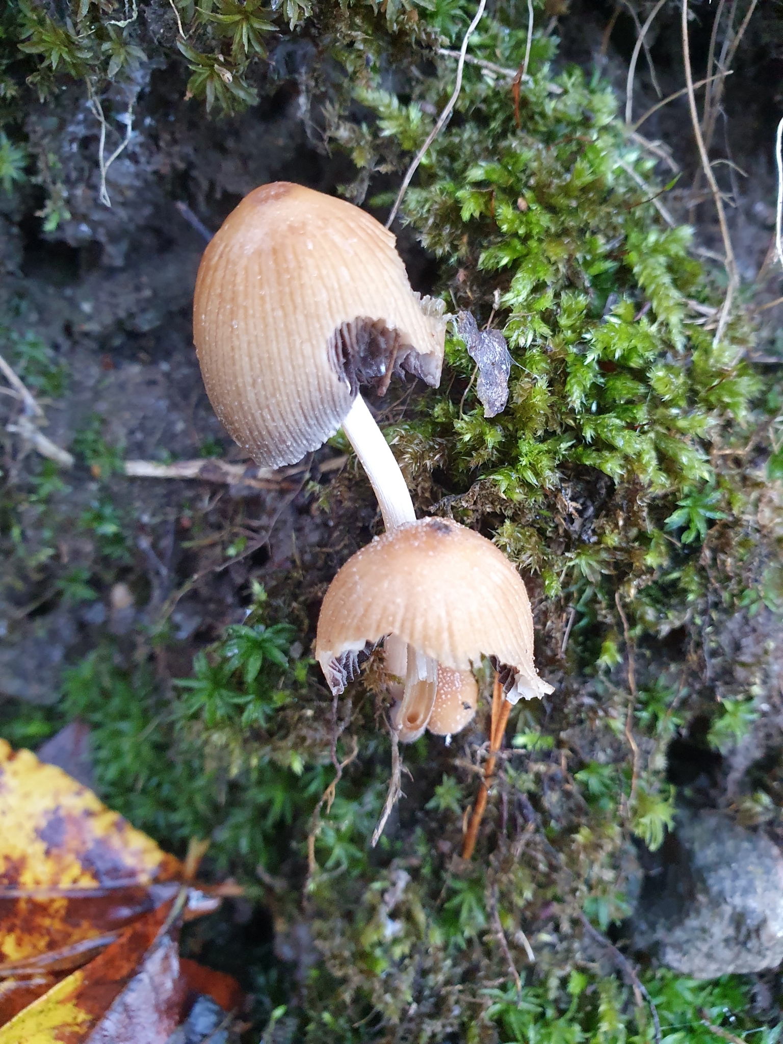 Two young Coprinellus micaceus specimens growing from mossy wood showing honey-brown egg-shaped caps