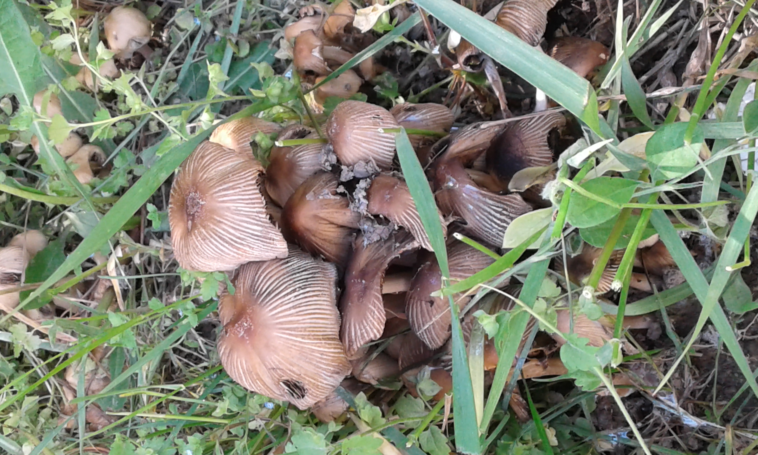 Cluster of mature Coprinellus micaceus caps showing darkening gills beginning to deliquesce among grass