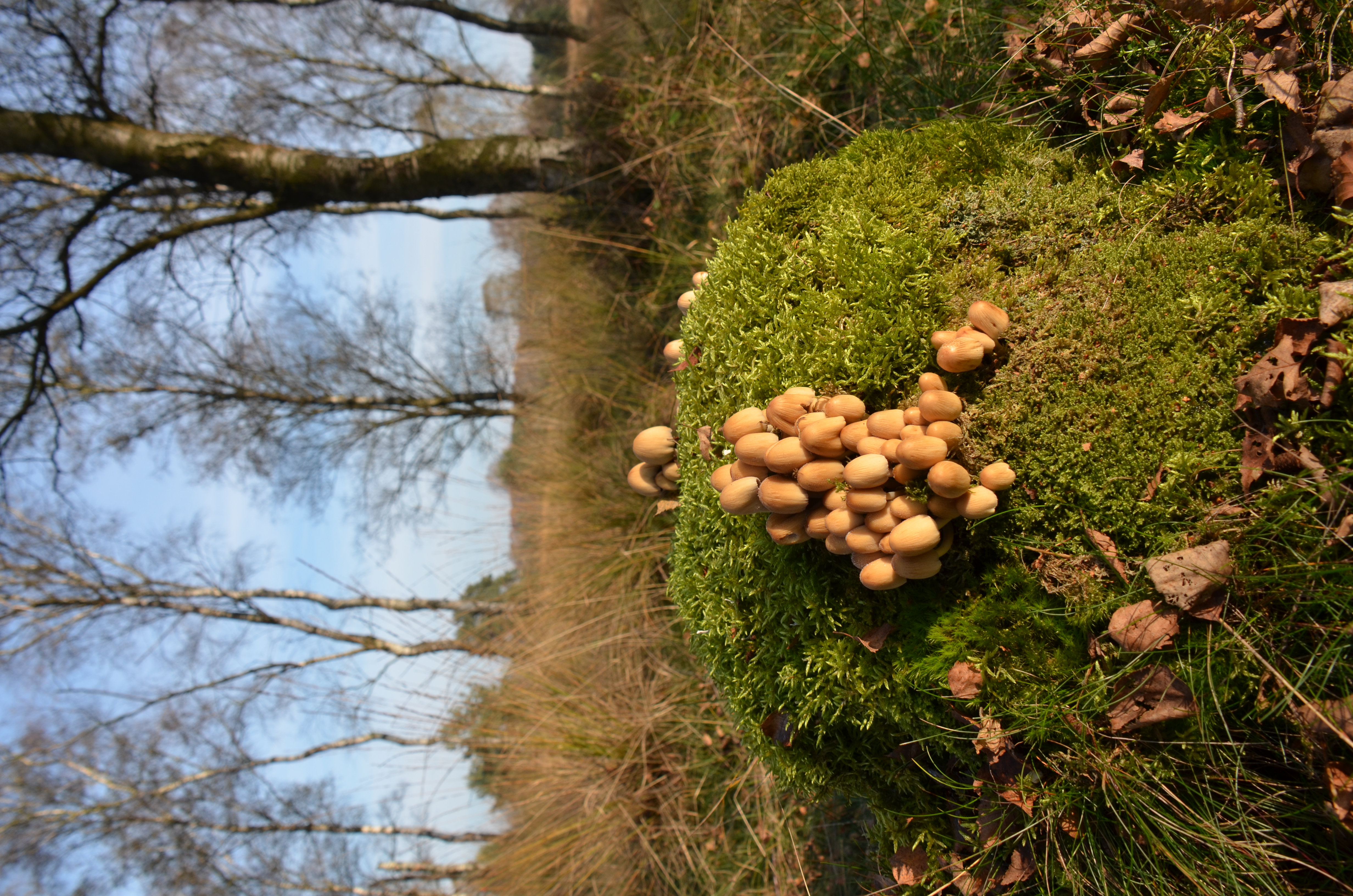 Large flush of Coprinellus micaceus fruiting on a moss-covered tree stump in Hoge Veluwe National Park