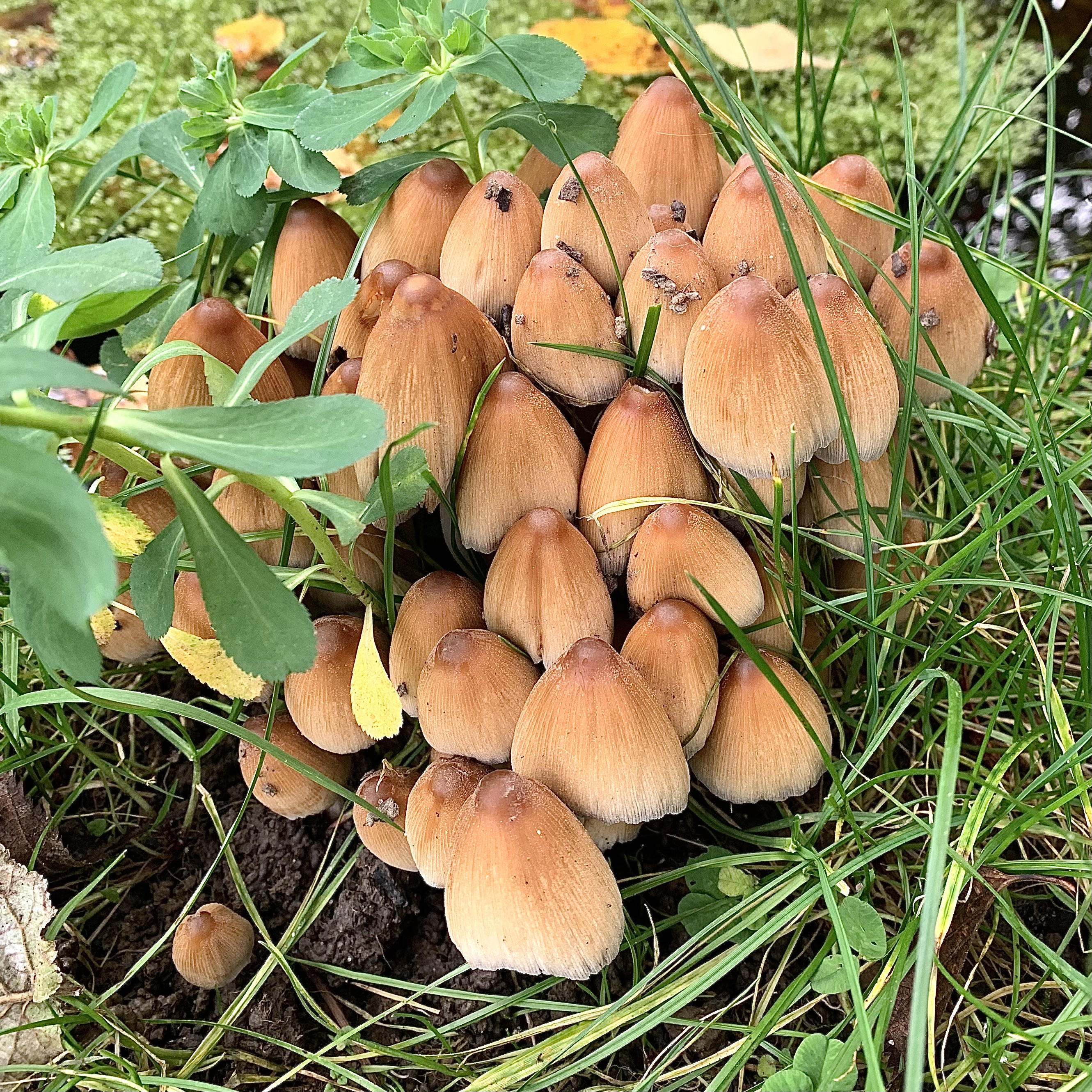 Young Coprinellus micaceus cluster with fresh honey-brown caps emerging from soil over buried wood