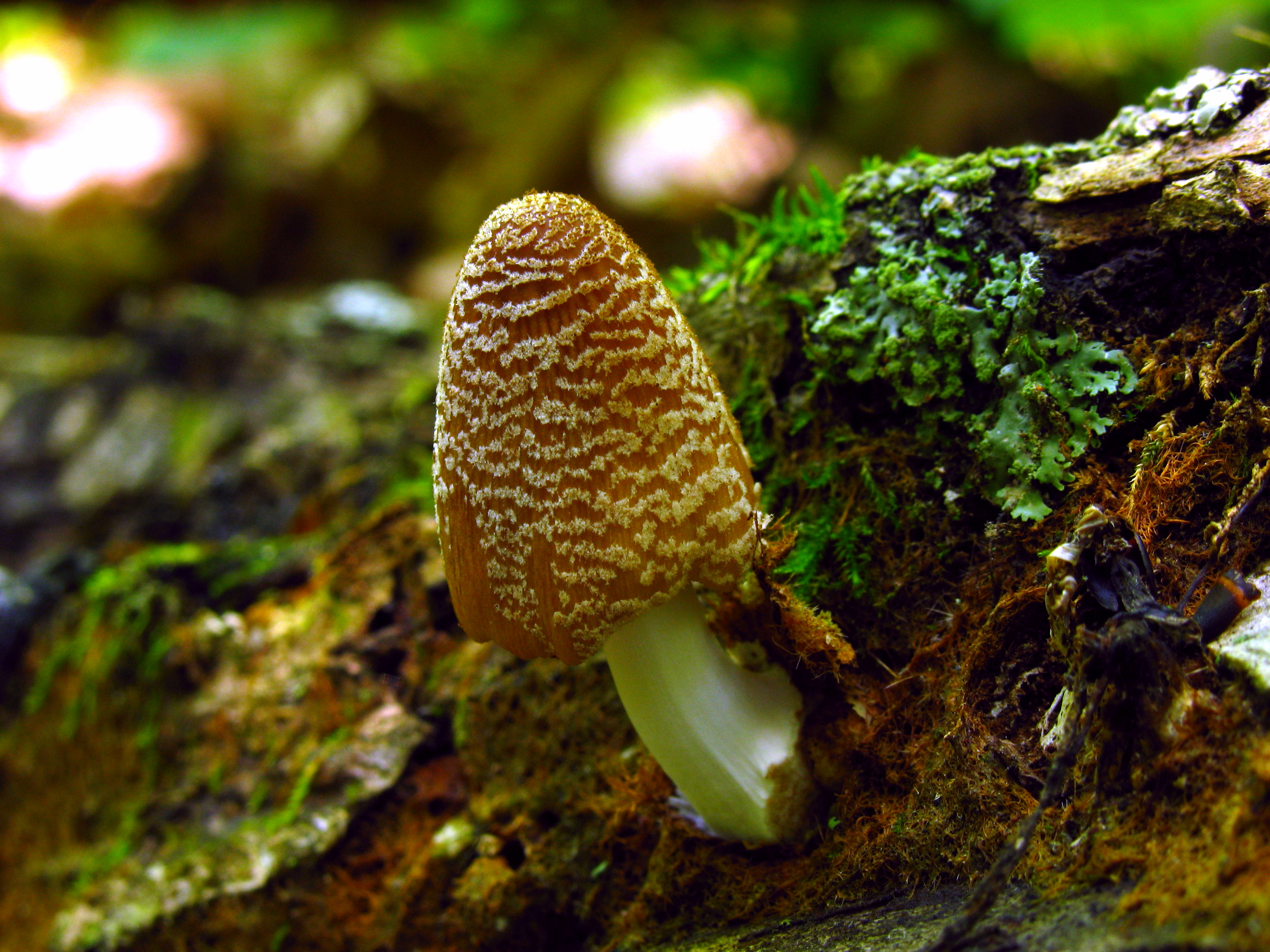 Firerug Inkcap (Coprinellus domesticus)