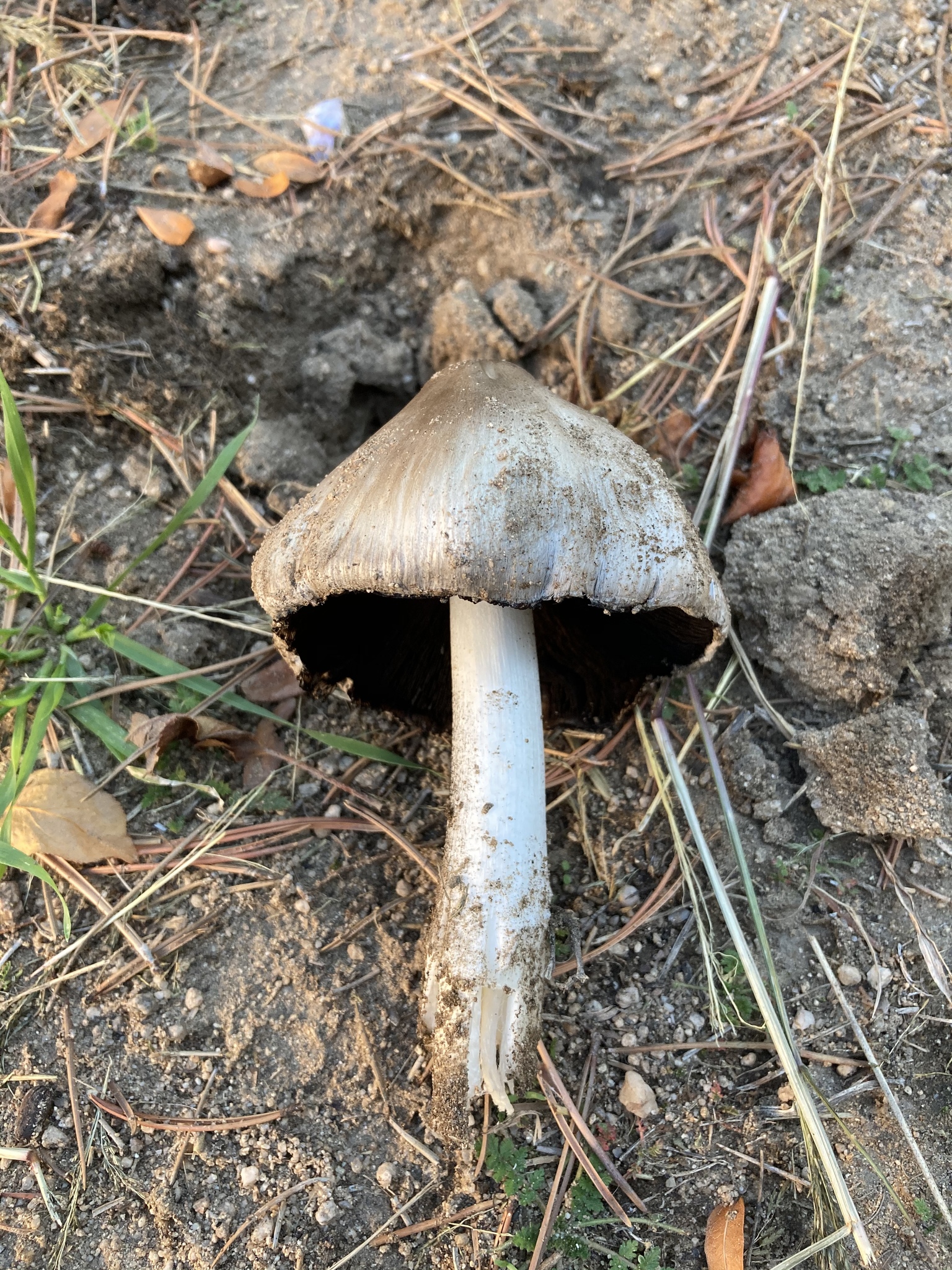 Young Common Ink Cap specimen showing characteristic egg-shaped grey cap