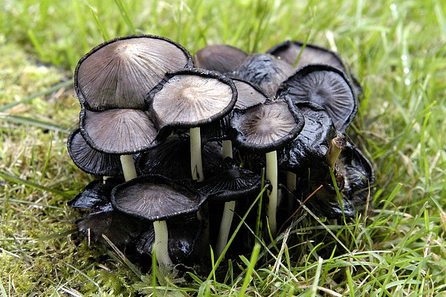 Mature Common Ink Cap mushrooms showing flattened caps beginning to deliquesce