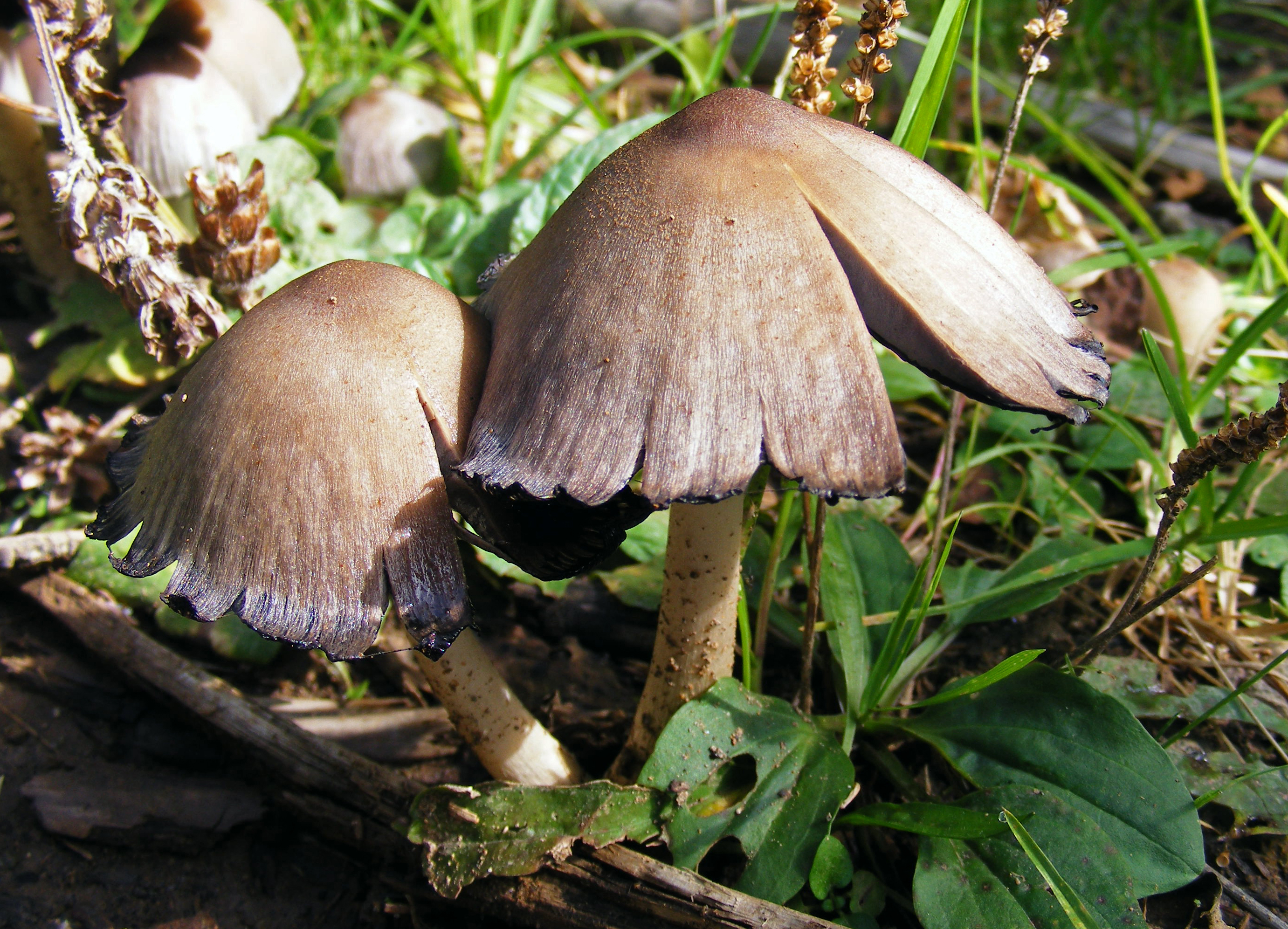 Common Ink Cap at advanced stage with cap edges dissolving into black ink