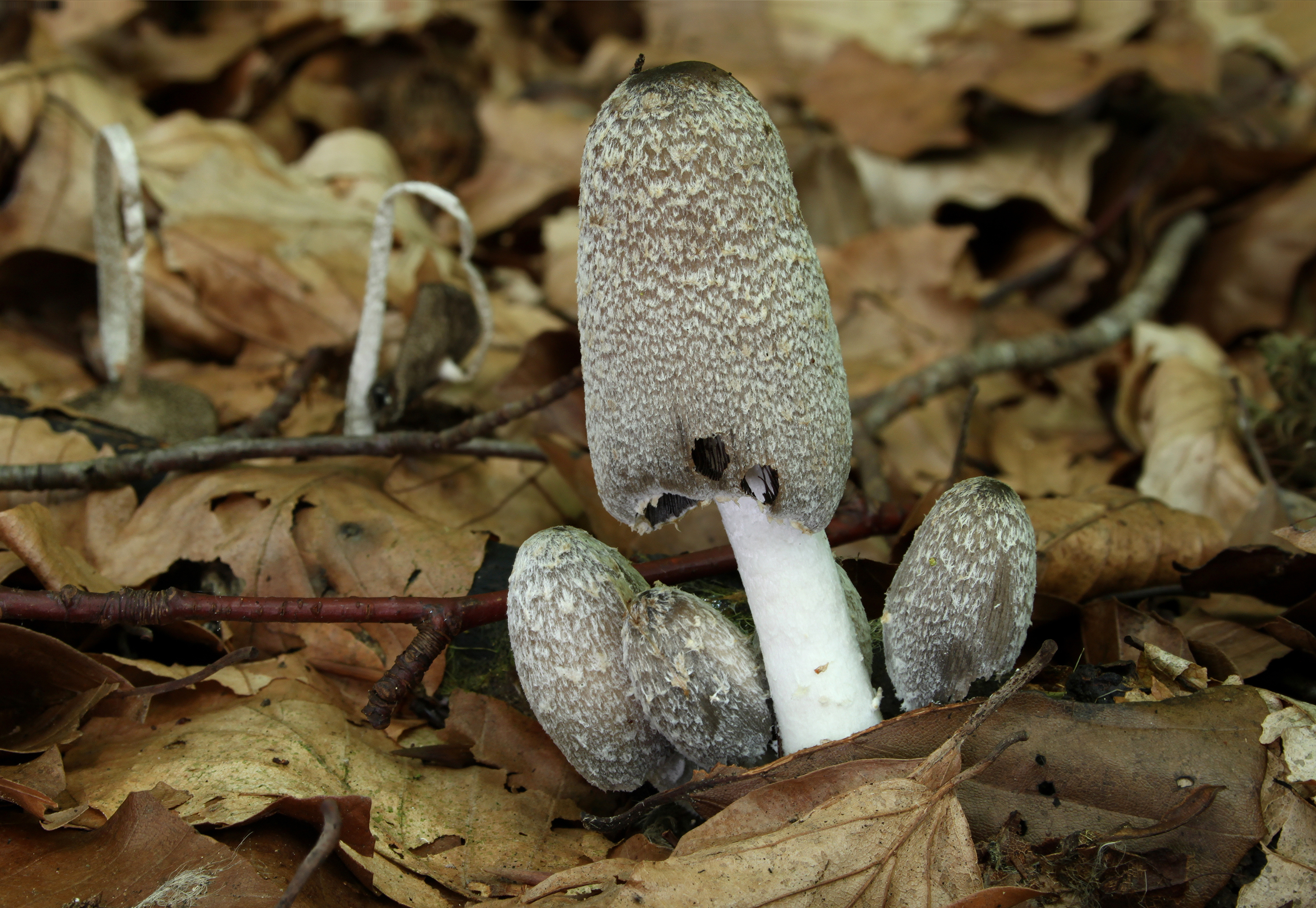 Hare's Foot Ink Cap (Coprinopsis lagopus)