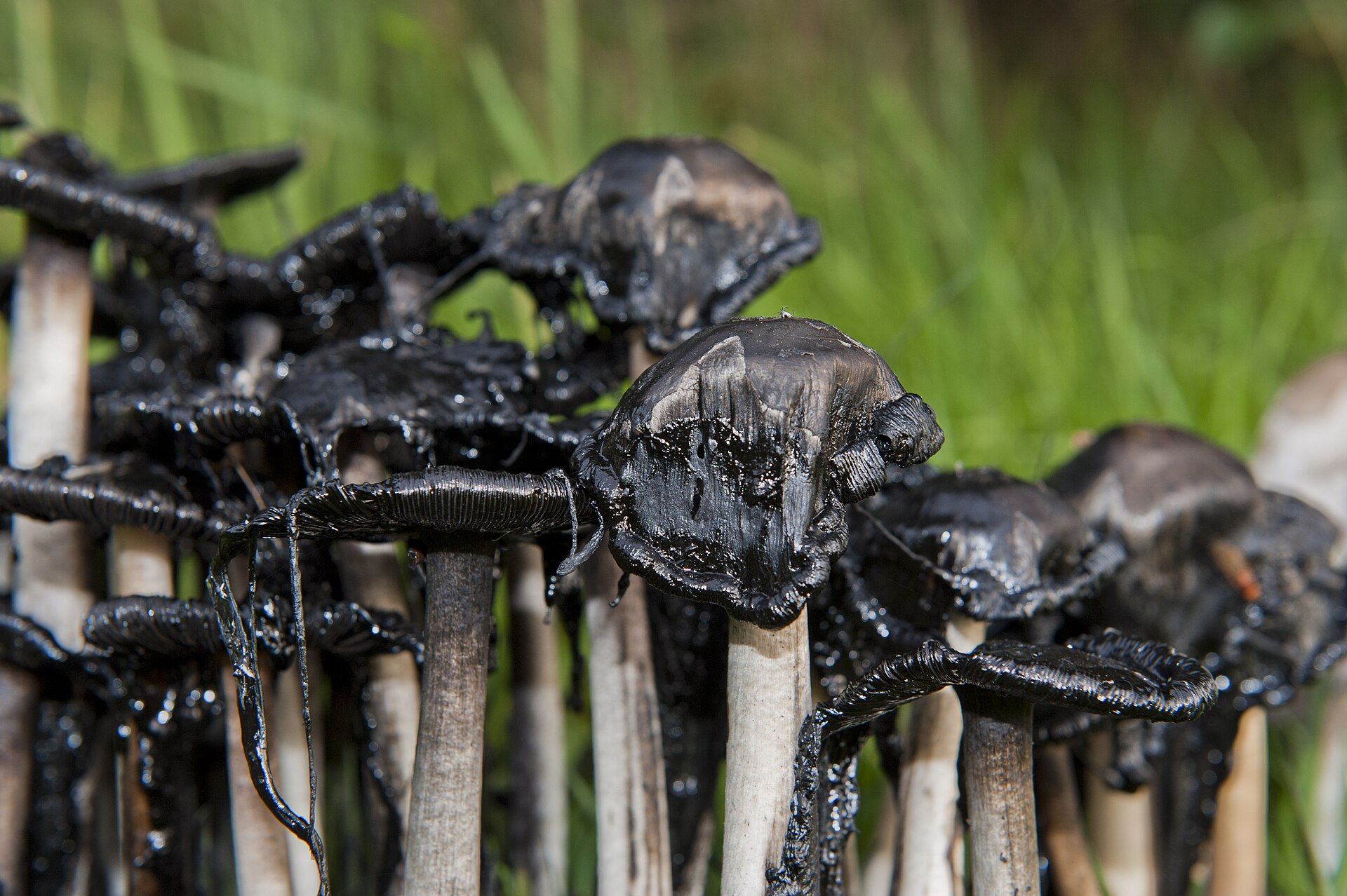 Shaggy Mane (Coprinus comatus)
