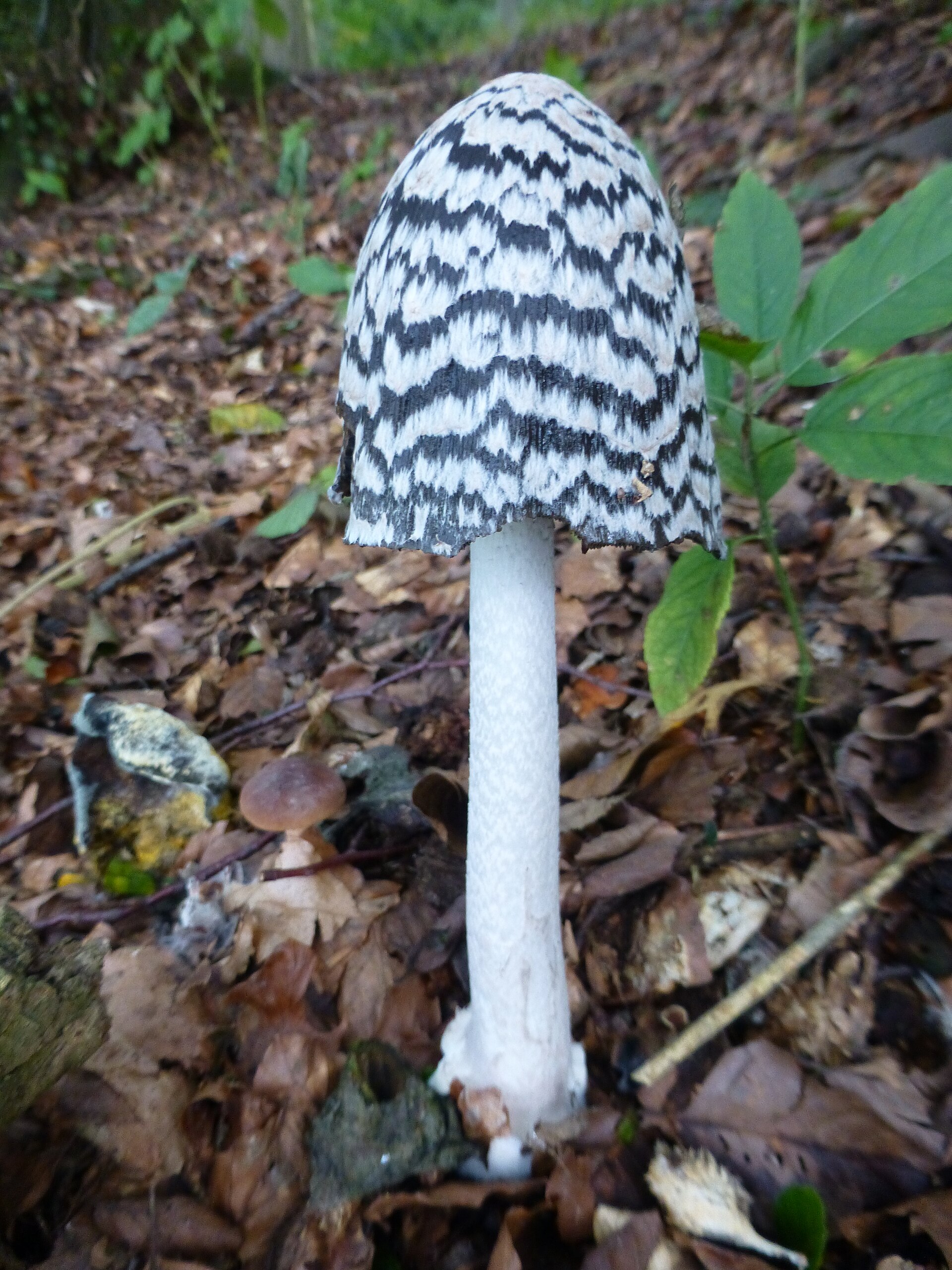 Magpie Inkcap (Coprinopsis picacea) wild specimen