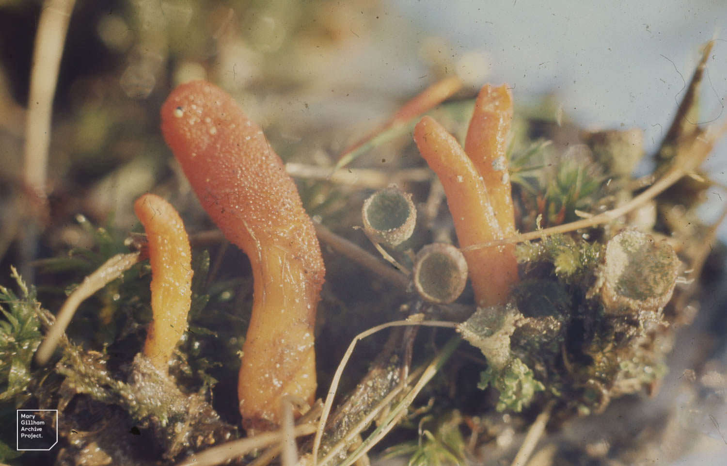 Scarlet Caterpillar Club cap viewed from above showing surface texture