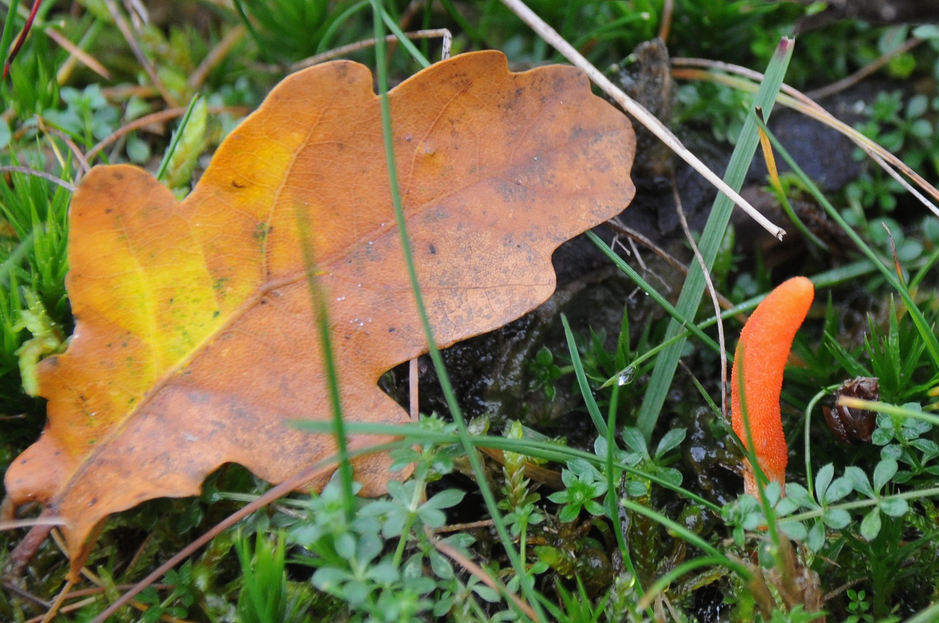 Scarlet Caterpillar Club (Cordyceps militaris) wild specimen