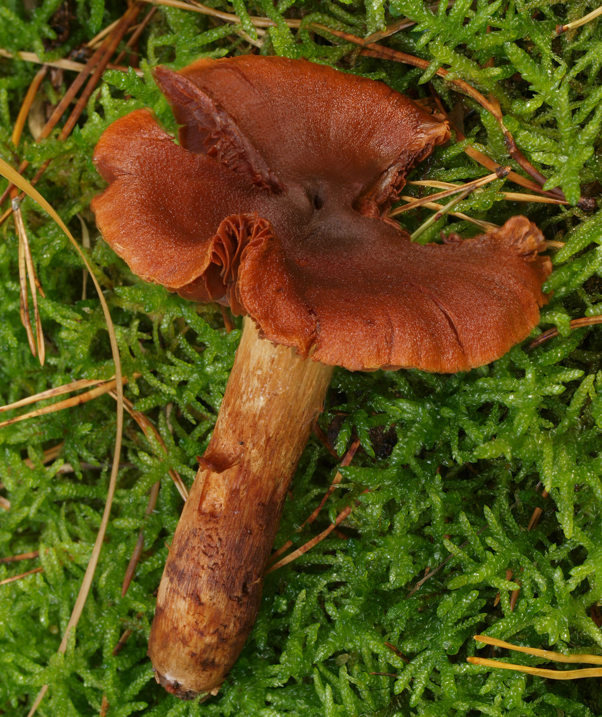 Fool's Webcap (Cortinarius orellanus)