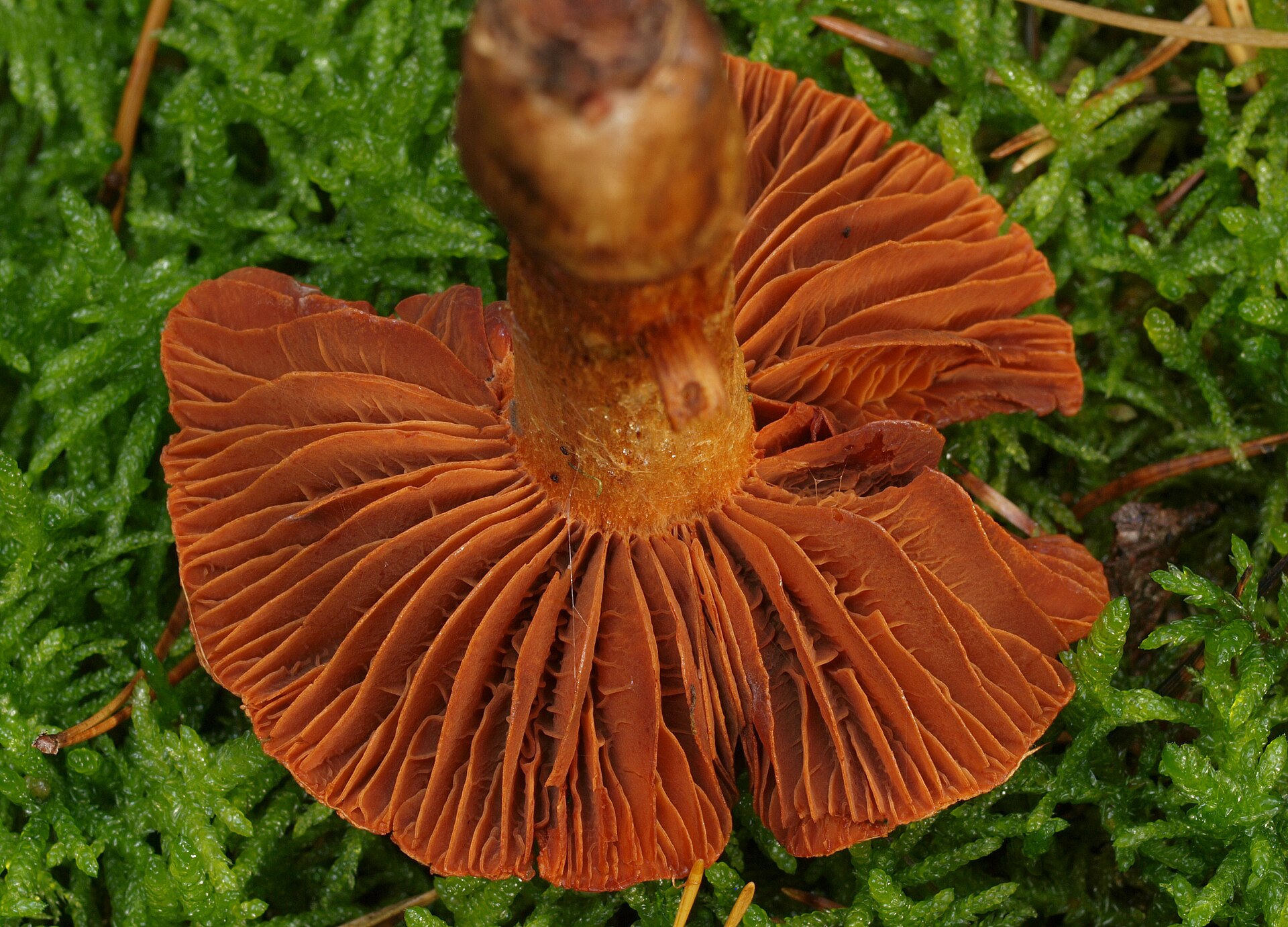 Fool's Webcap (Cortinarius orellanus) wild specimen