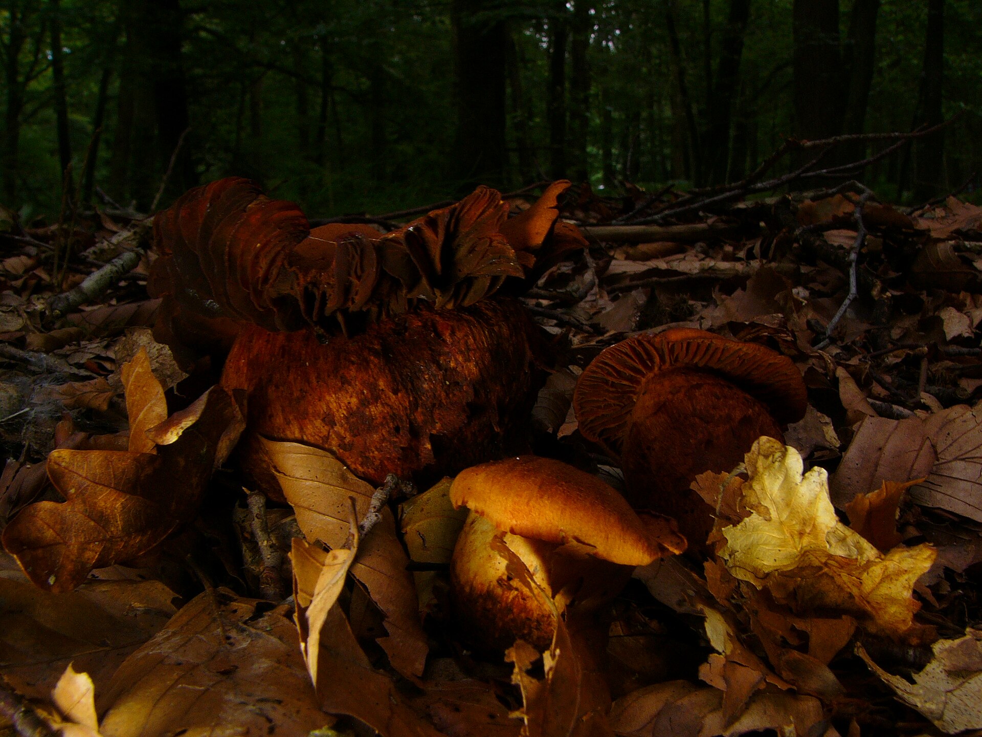 Fool's Webcap (Cortinarius orellanus) wild specimen