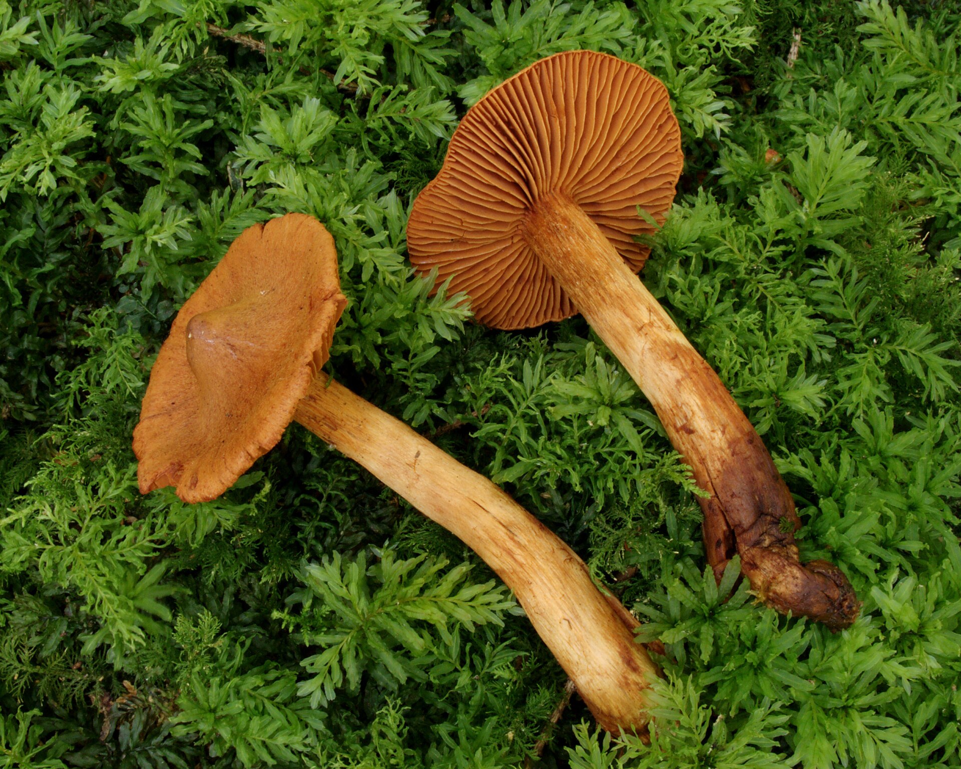 Deadly Webcap (Cortinarius rubellus) wild specimen