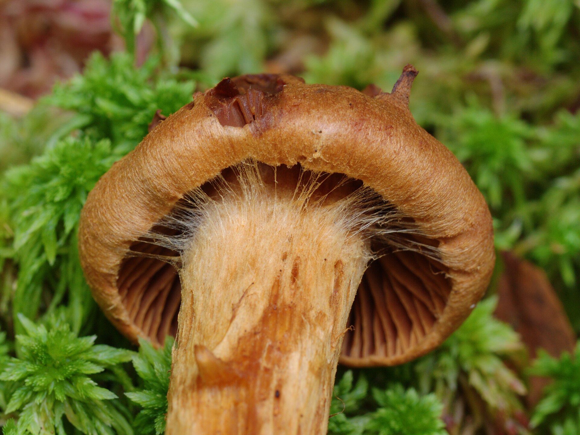 Deadly Webcap (Cortinarius rubellus) wild specimen