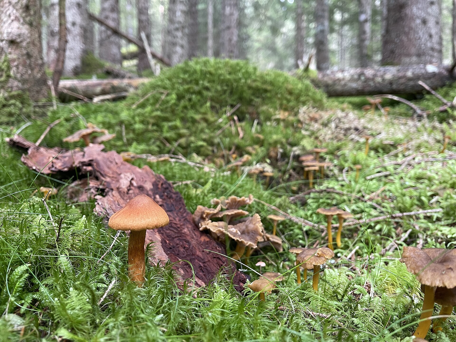 Deadly Webcap (Cortinarius rubellus) wild specimen