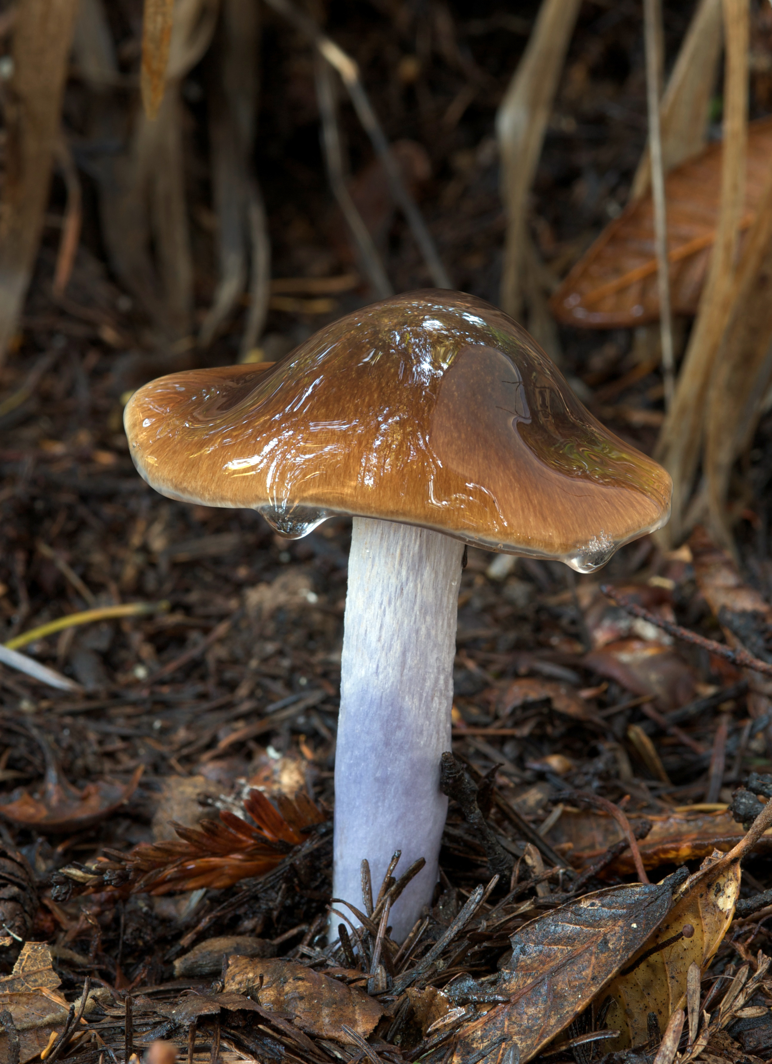 Cortinarius vanduzerensis showing glossy slimy chestnut-brown cap and violet-lilac stem on forest floor