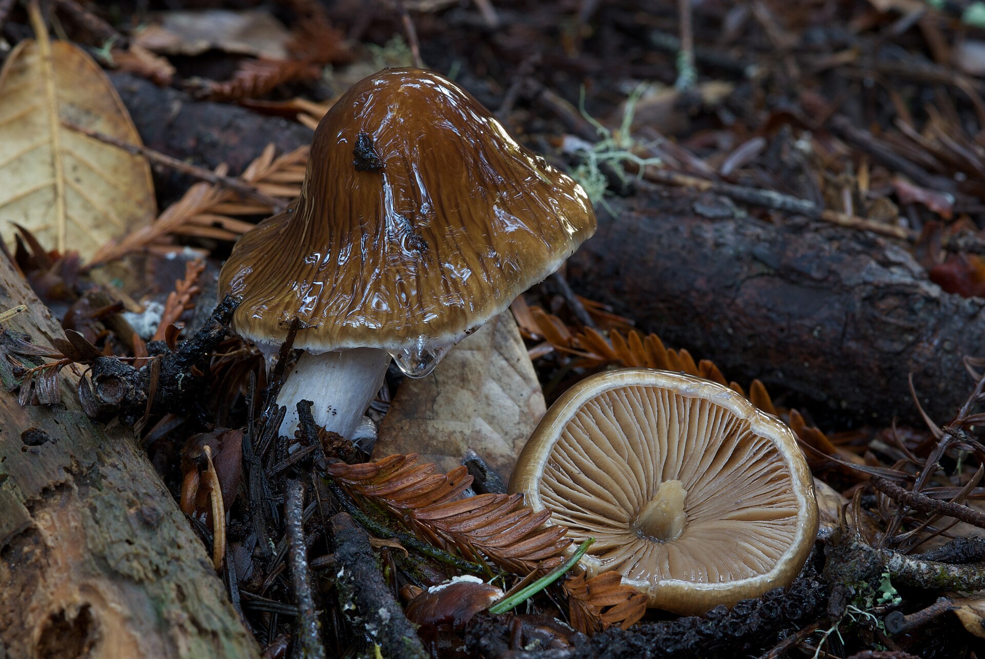 Two Cortinarius vanduzerensis specimens in forest duff, one showing slimy cap and one displaying cinnamon-brown gills
