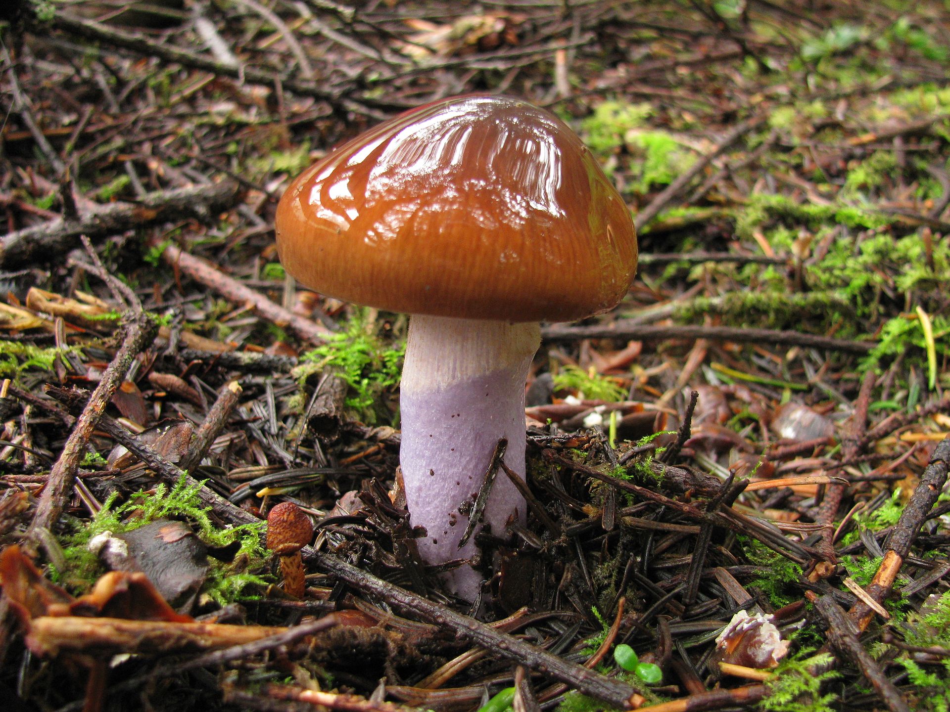 Cortinarius vanduzerensis single specimen with rich brown viscid cap and pale violet stem among moss and conifer needles