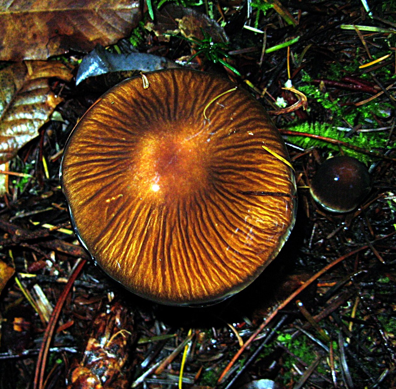 Underside of Cortinarius vanduzerensis cap showing cinnamon-brown gills radiating from center