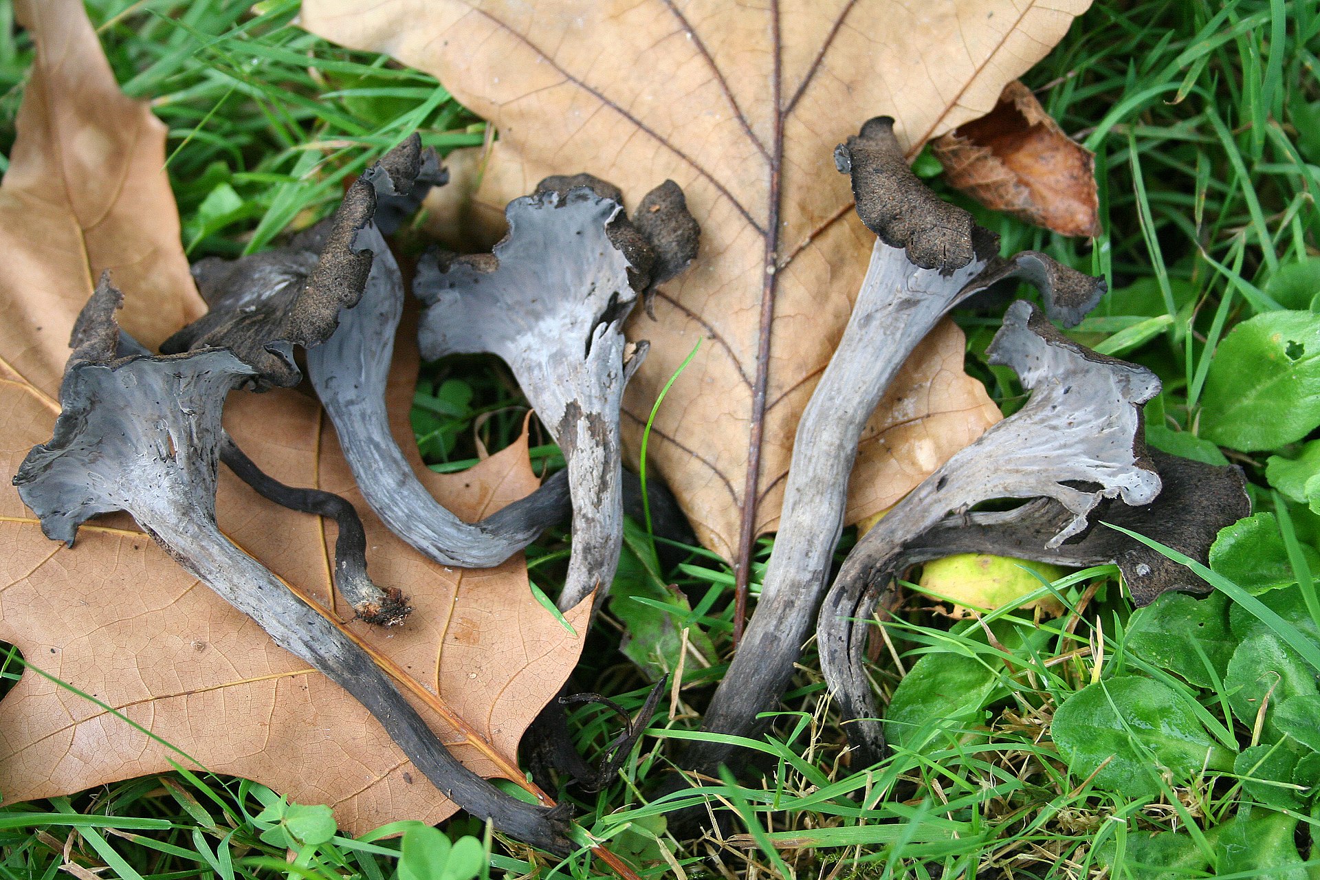 Black Trumpet (Craterellus cornucopioides)