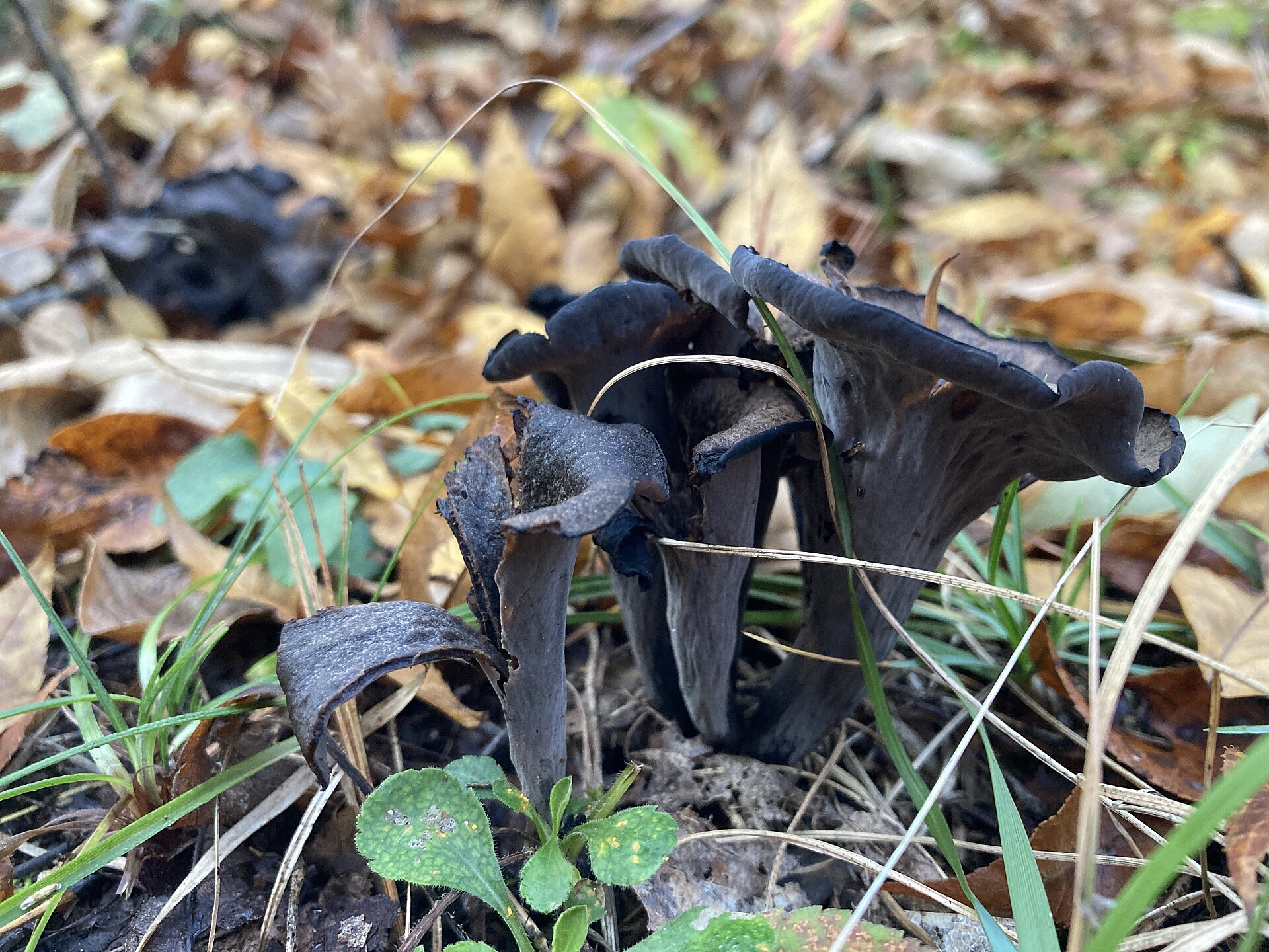 Black Trumpet growing in natural habitat