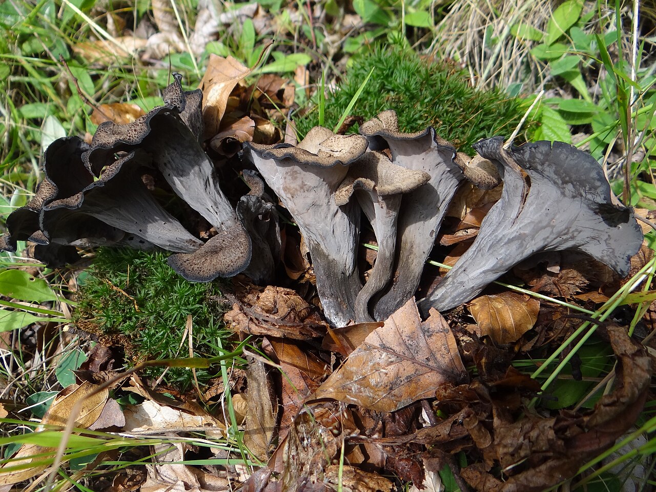 Dense cluster of Black Trumpets growing in grass and leaf litter