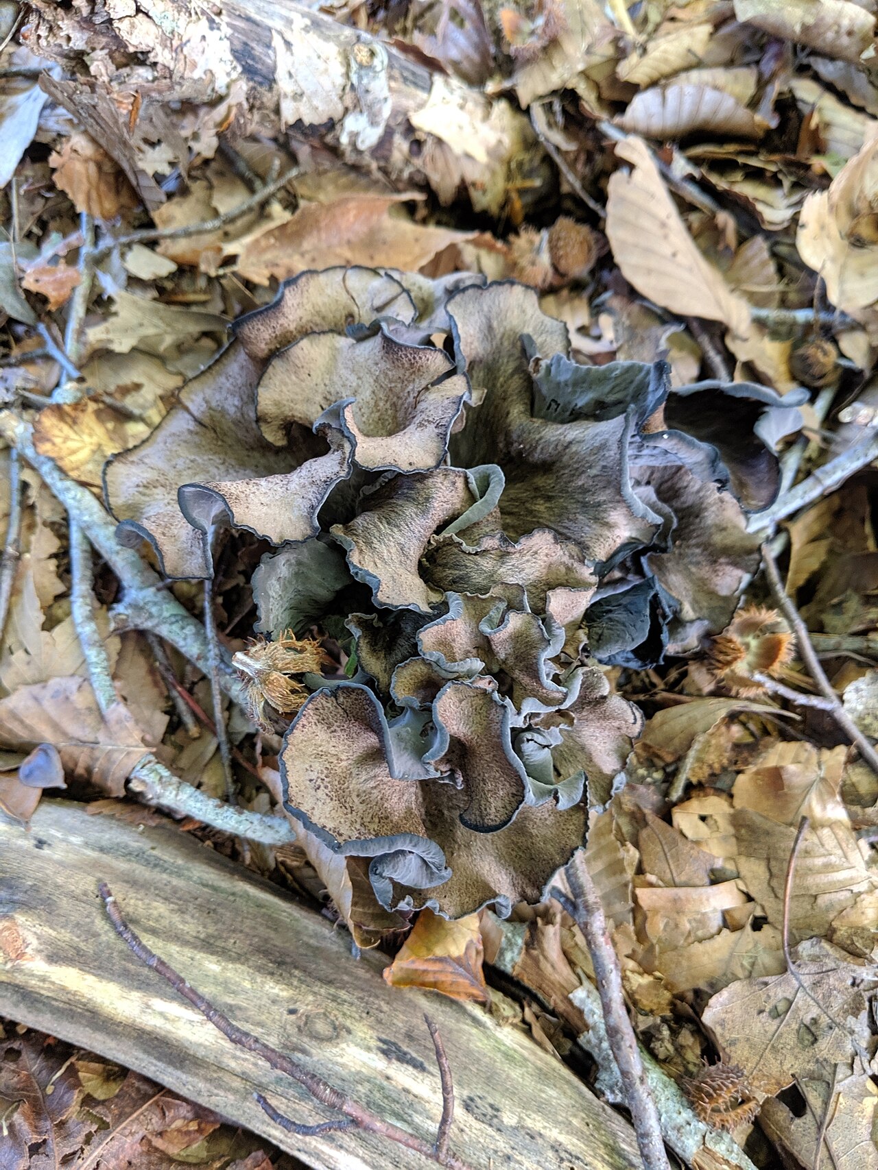 Black Trumpet rosette grouping showing ruffled funnel shapes