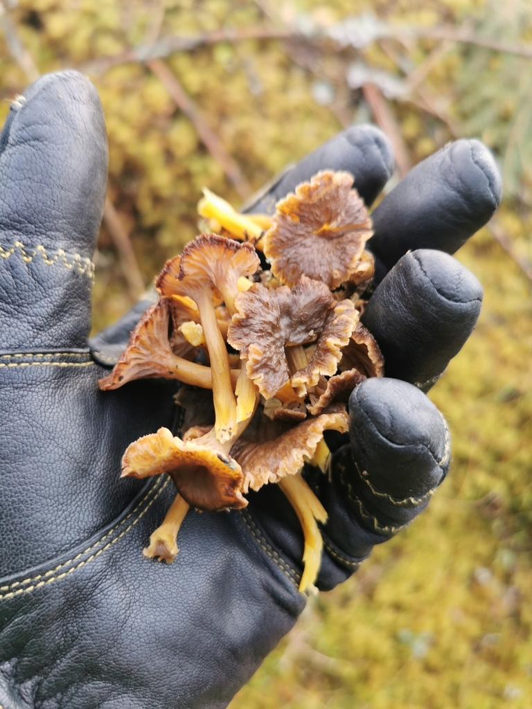 Trumpet Chanterelle (Craterellus tubaeformis)