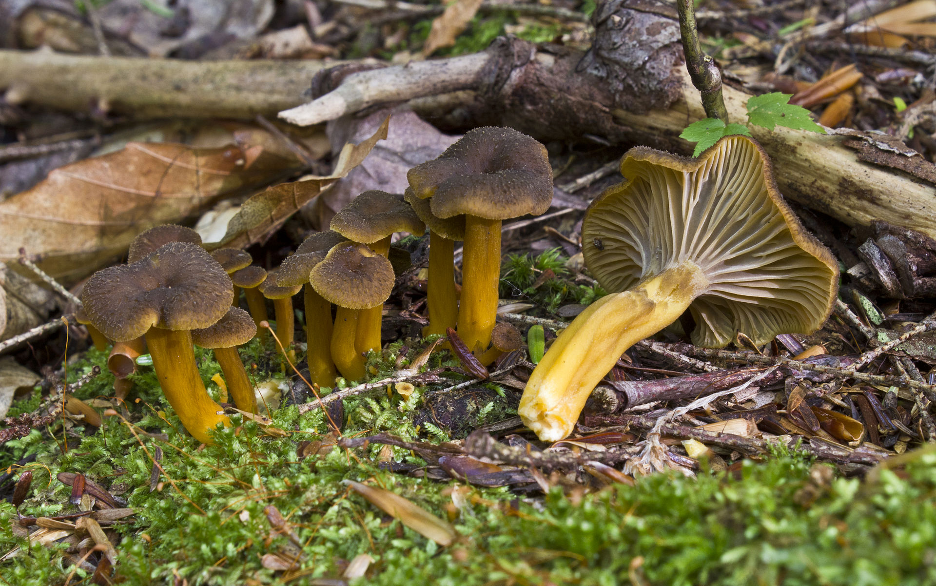 Trumpet Chanterelle (Craterellus tubaeformis) wild specimen