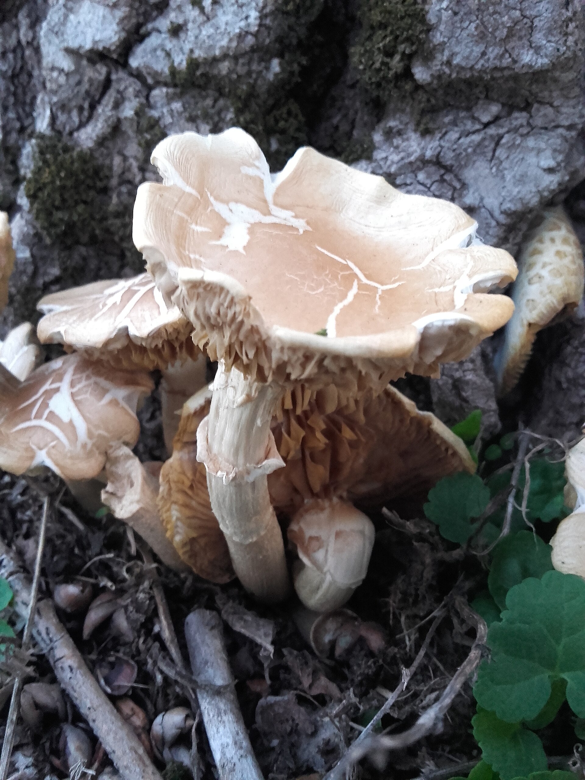 Pioppino (Cyclocybe aegerita) wild specimen