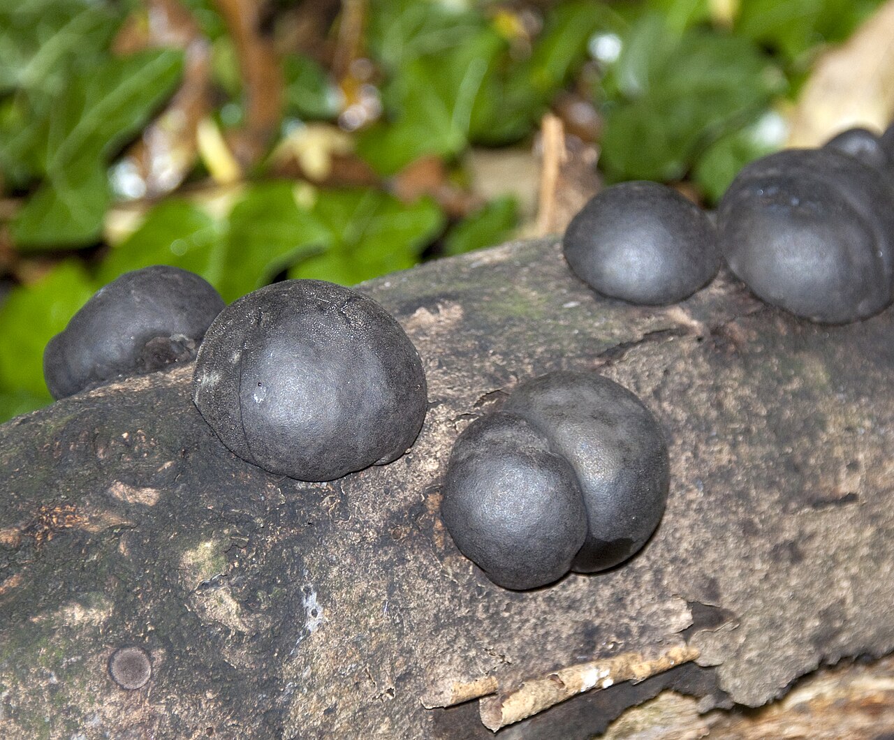 Daldinia concentrica sliced in half showing distinctive concentric rings of alternating dark and light tissue