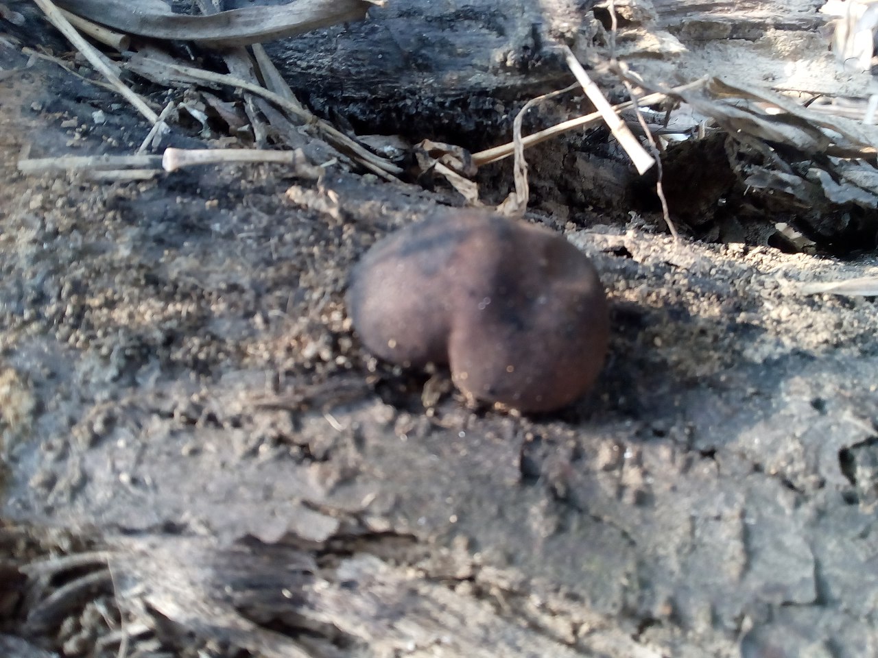 Young reddish-brown Daldinia concentrica specimens showing immature coloring before darkening to black