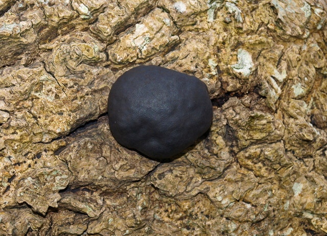 Daldinia concentrica growing on dead ash wood in a British woodland showing typical habitat