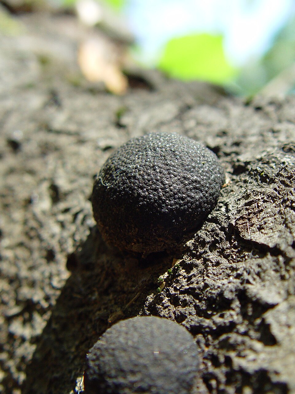 Cramp Ball Lookalike (Annulohypoxylon thouarsianum)