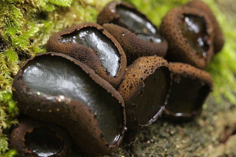 Black Bulgar (Bulgaria inquinans)