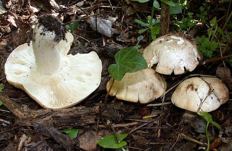 Livid Pinkgill (Entoloma sinuatum) wild specimen
