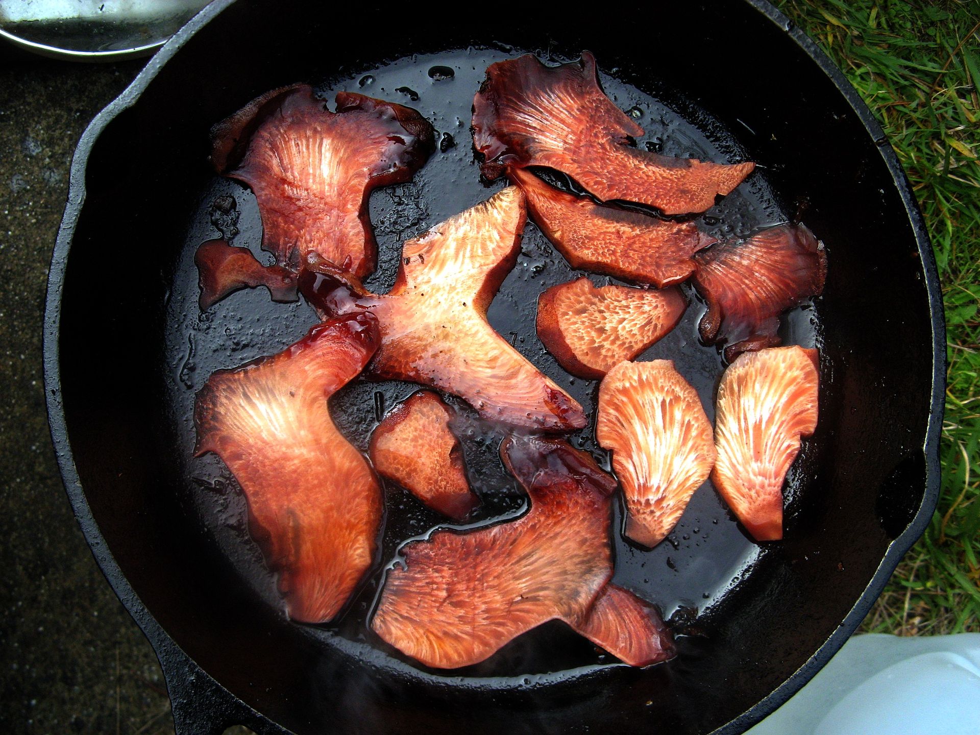 Beefsteak Fungus (Fistulina hepatica) wild specimen