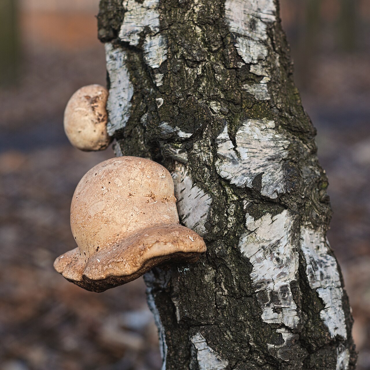 Birch Polypore (Fomitopsis betulina)