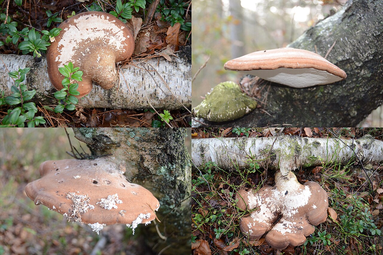Multiple birch polypore brackets at various stages of development on a dead birch trunk