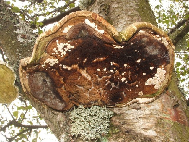 Underside of Fomitopsis betulina showing dense white pore surface