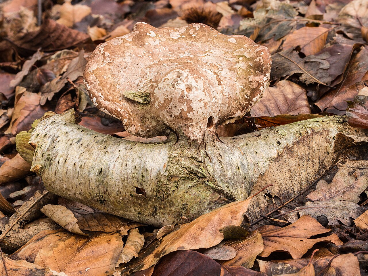 Older birch polypore specimen showing gray-brown coloration on birch bark