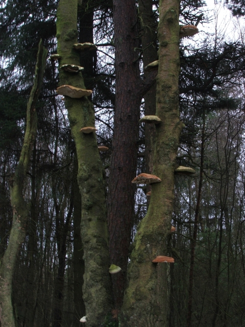 Birch polypore growing on standing dead birch tree in boreal forest setting