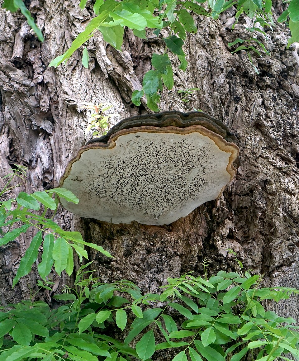 Artist's Bracket (Ganoderma applanatum)