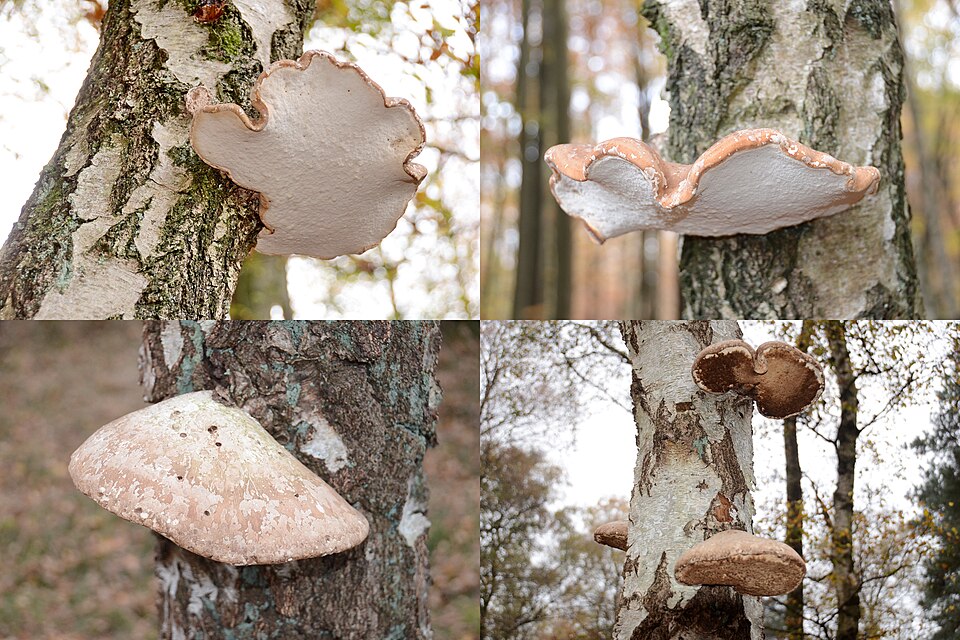 Piptoporus (synonym)