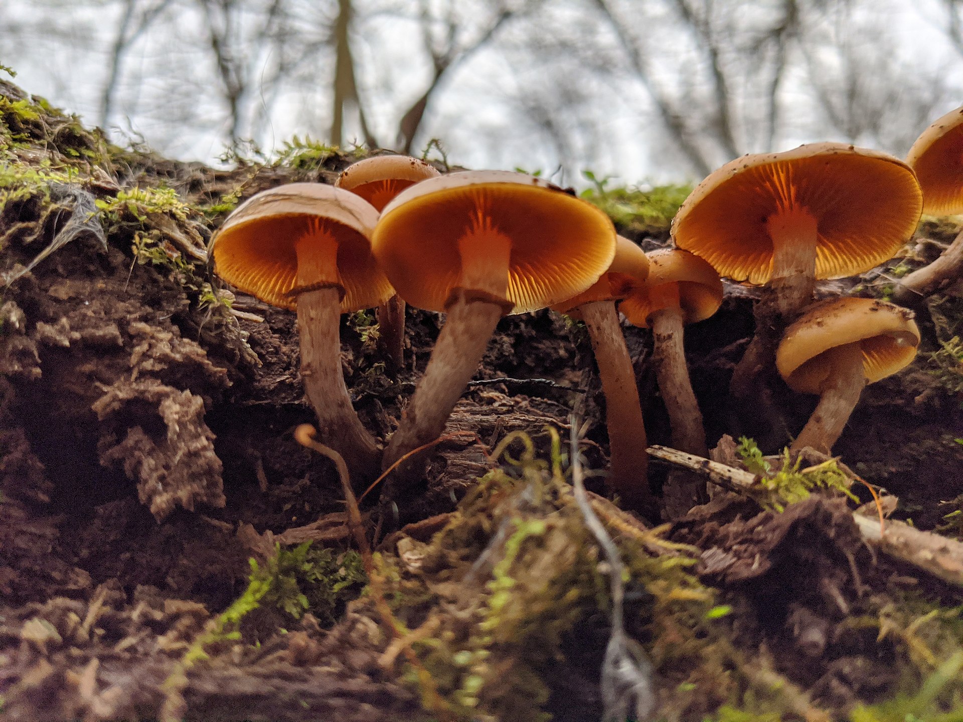 Funeral Bell (Galerina marginata)