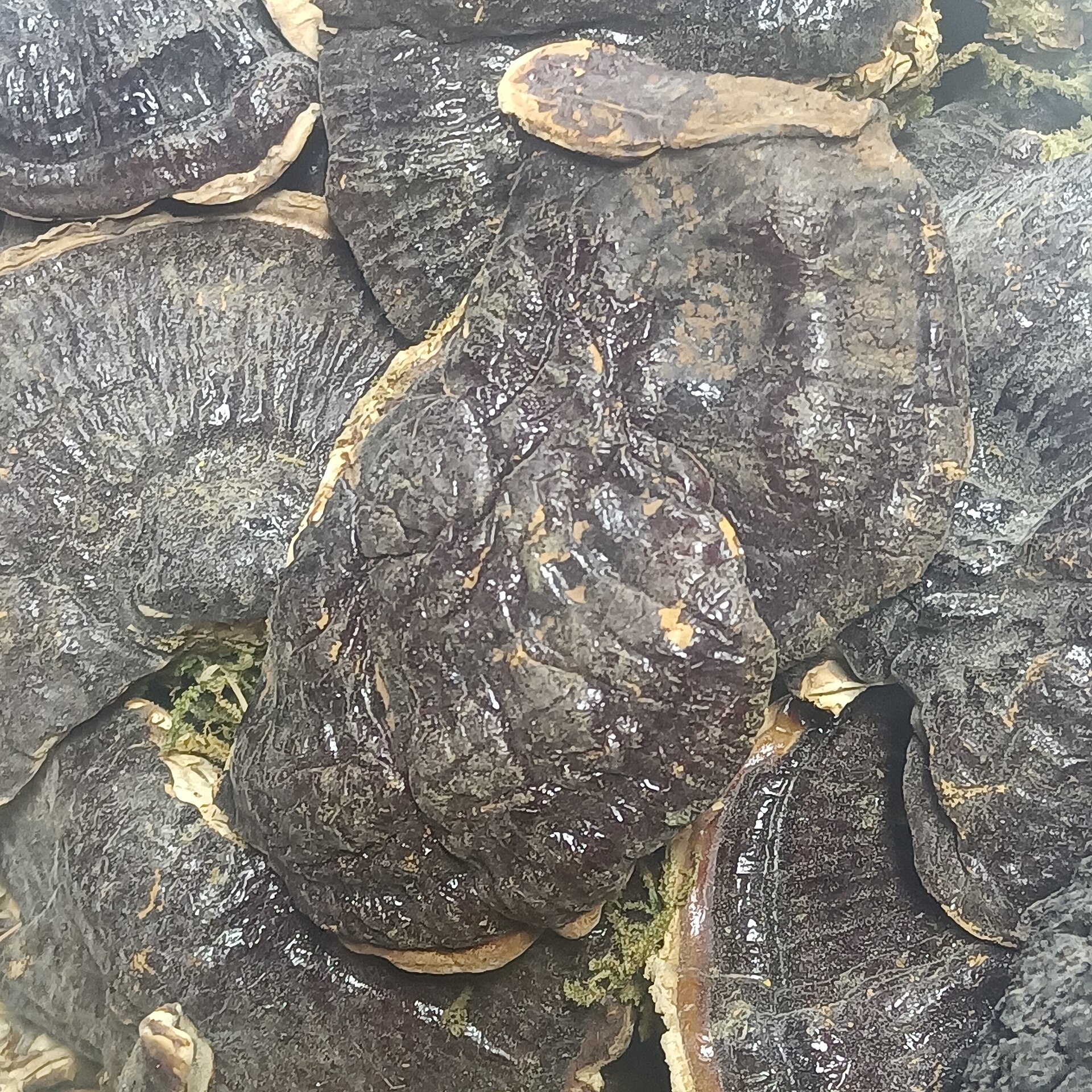 Reishi (Ganoderma lucidum) wild specimen