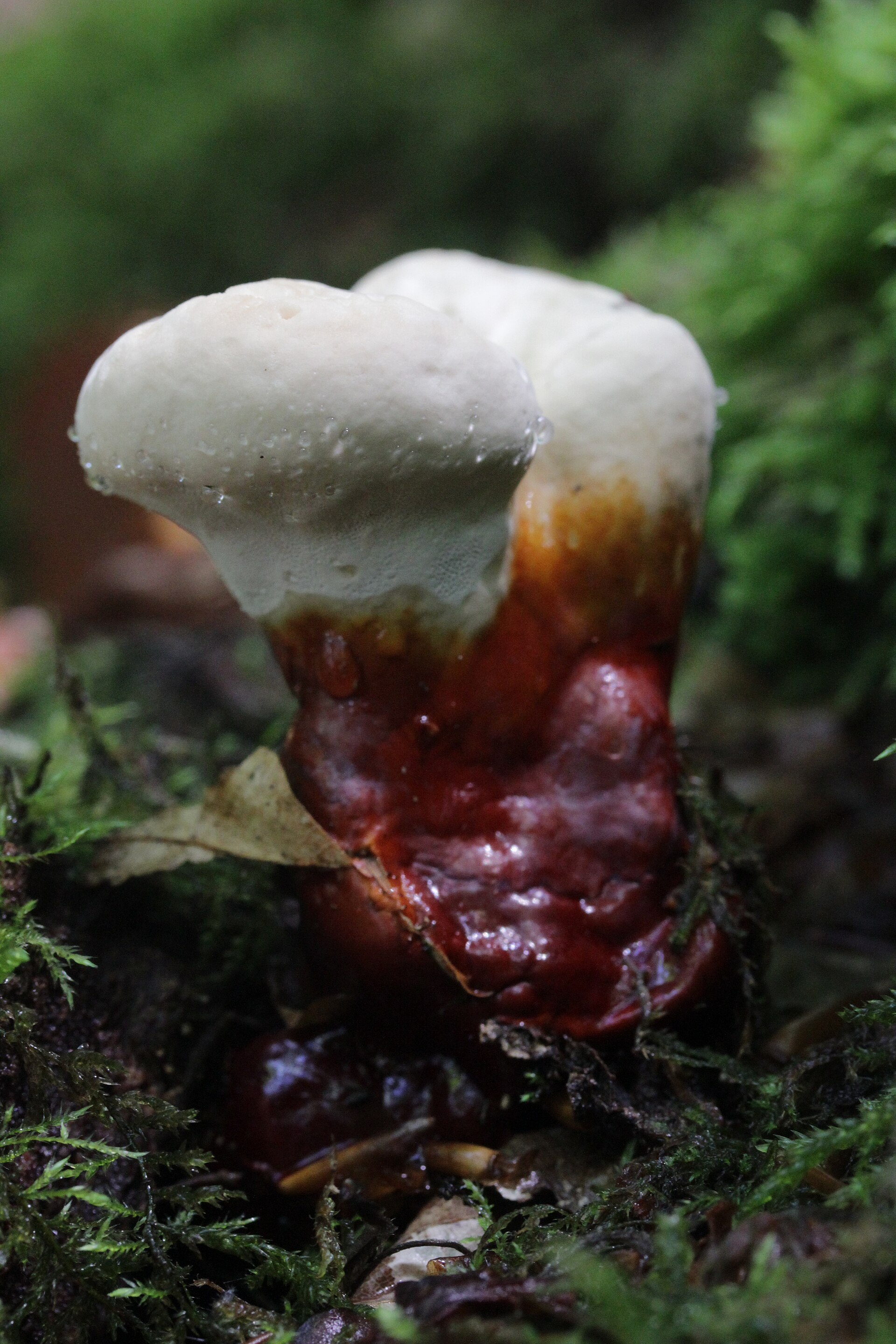 Reishi (Ganoderma lucidum) wild specimen