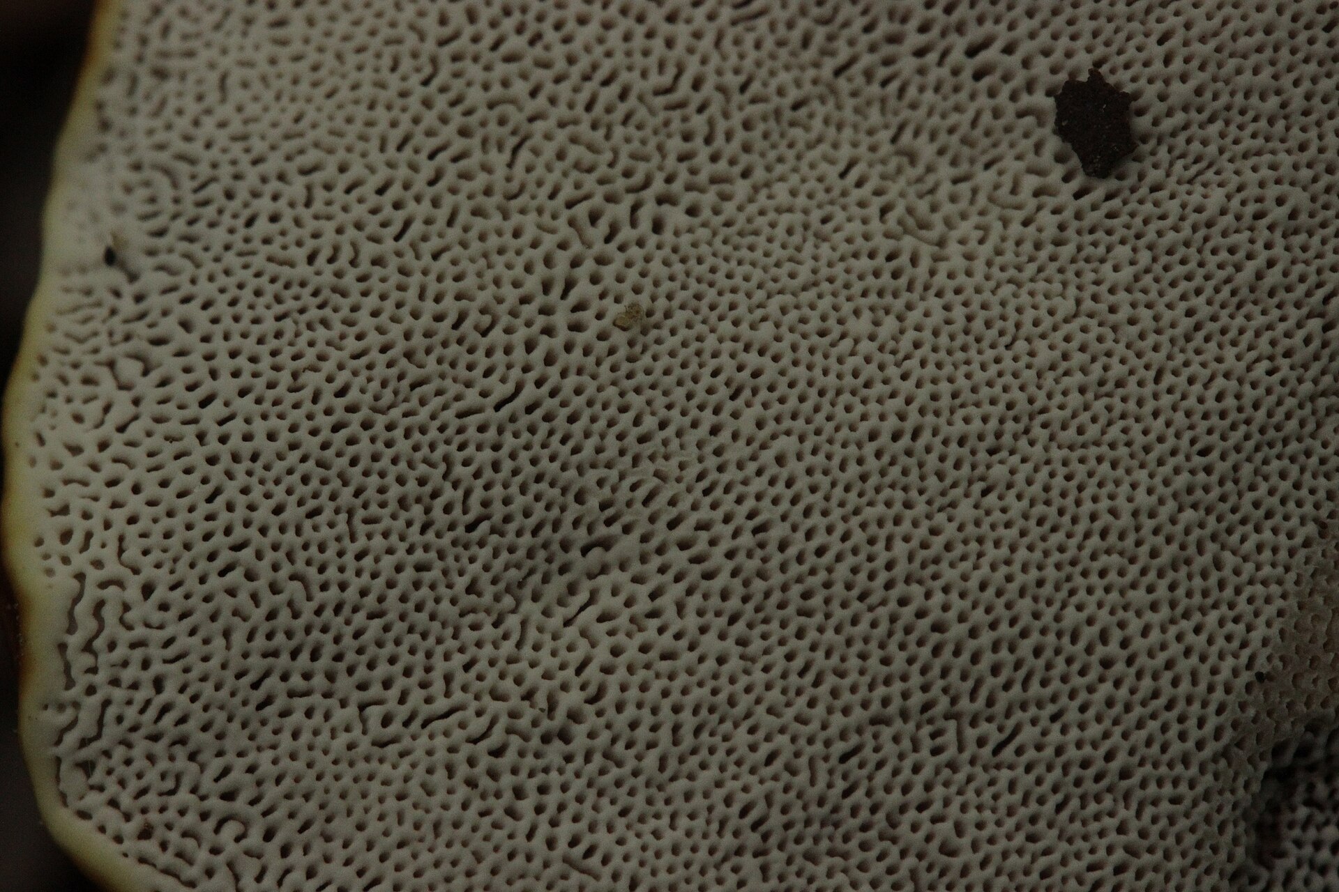 Reishi (Ganoderma lucidum) wild specimen