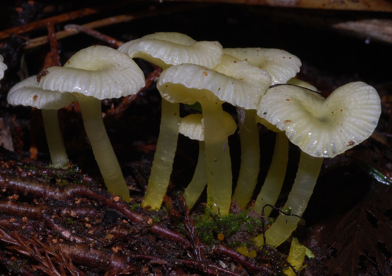 Cluster of Gliophorus chromolimoneus showing pale yellowish caps with visible gill striations and yellow stems among forest floor debris in New Zealand