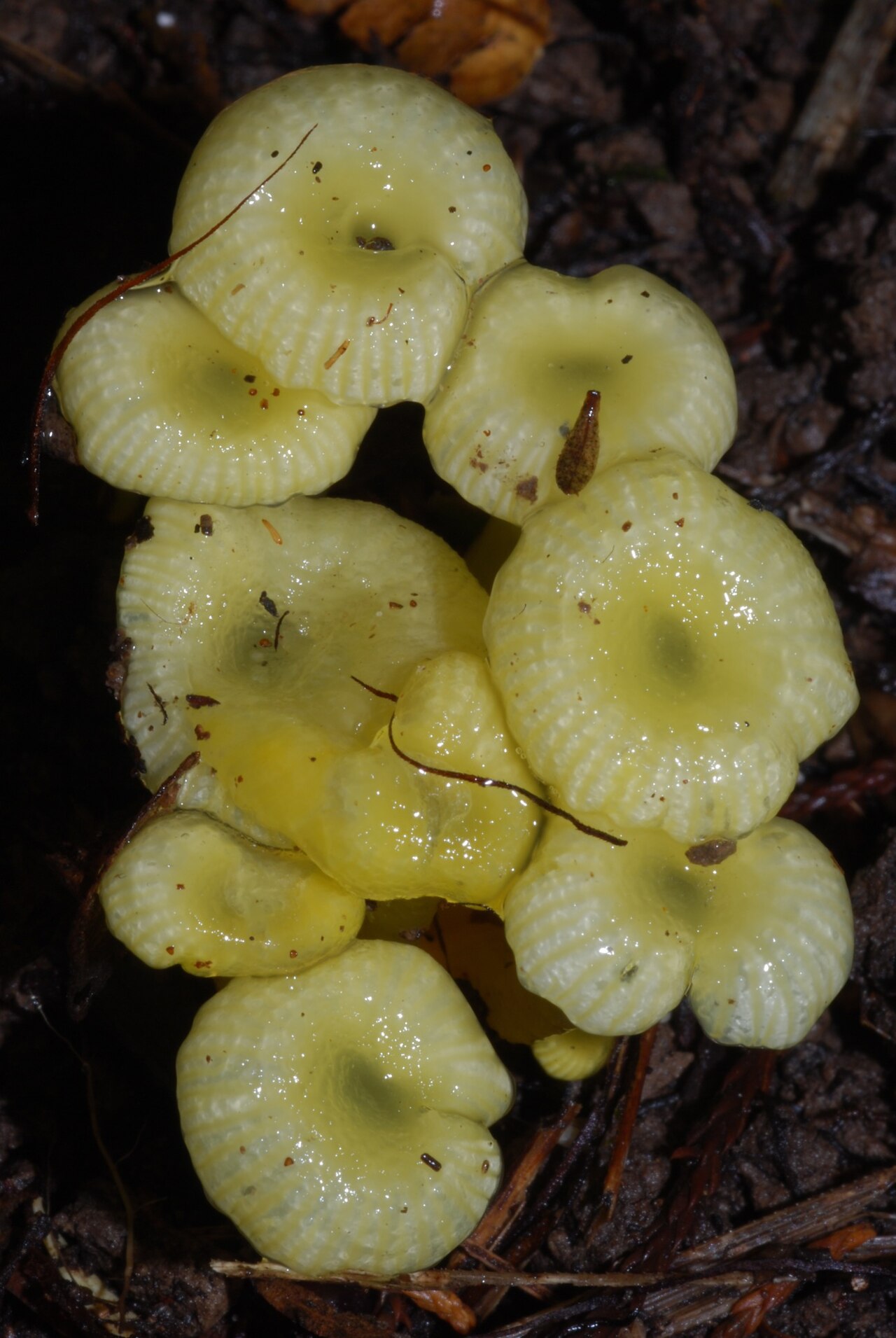 Top-down view of Gliophorus chromolimoneus cluster showing cap surfaces with central depressions and striate margins